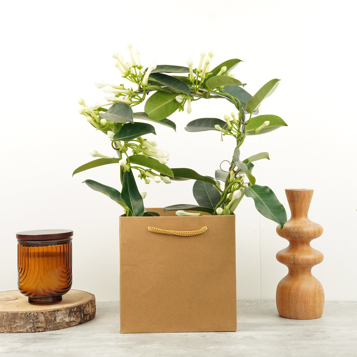 Madagascar Jasmine