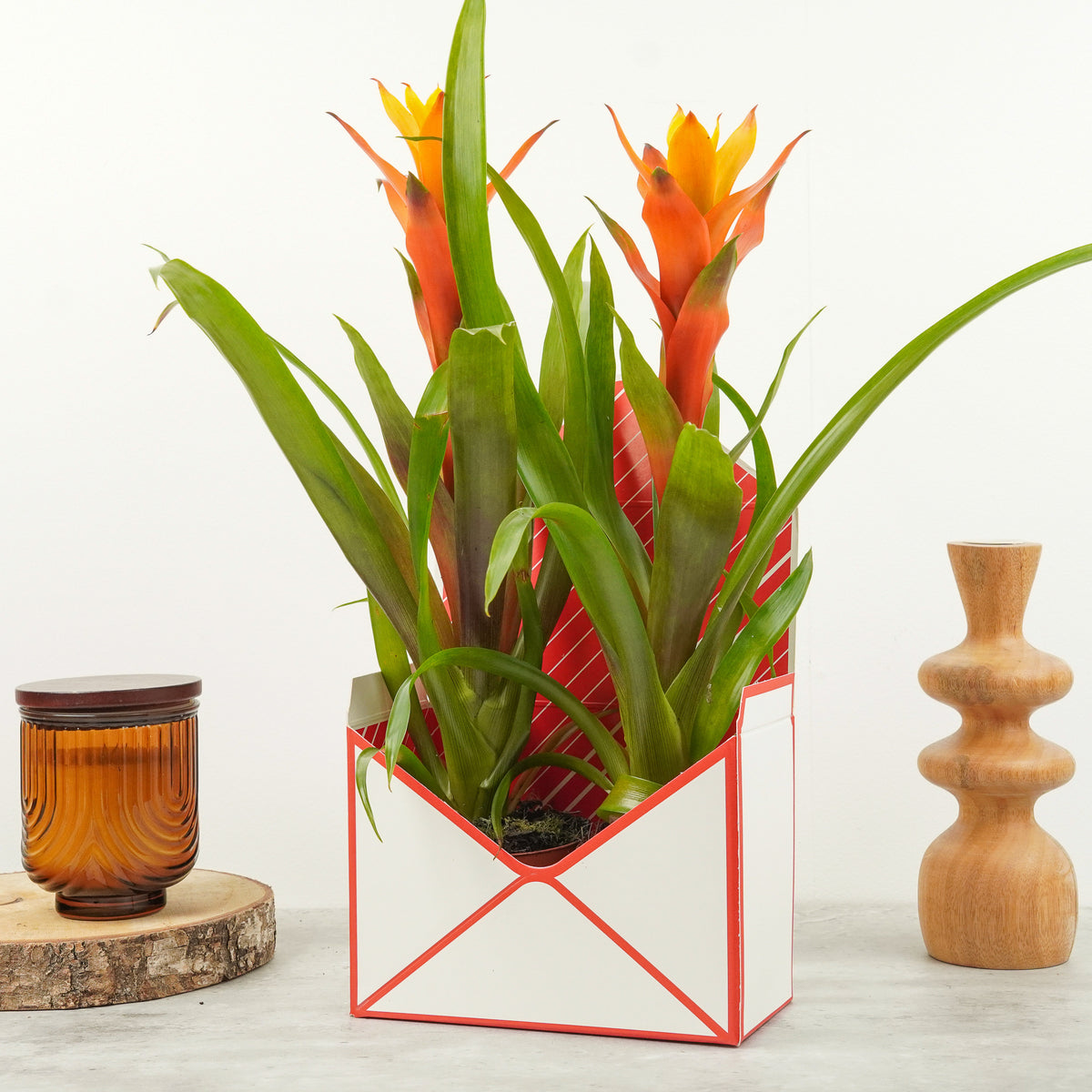 Flowering Guzmania | Jazz Orange