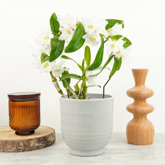 Dendrobium Orchid | Apollon Barbados | Potted Houseplants