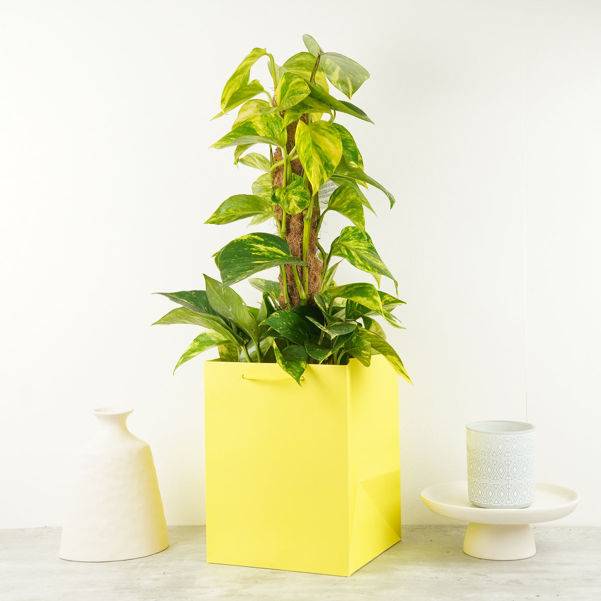 Devil's Ivy | Golden Pothos
