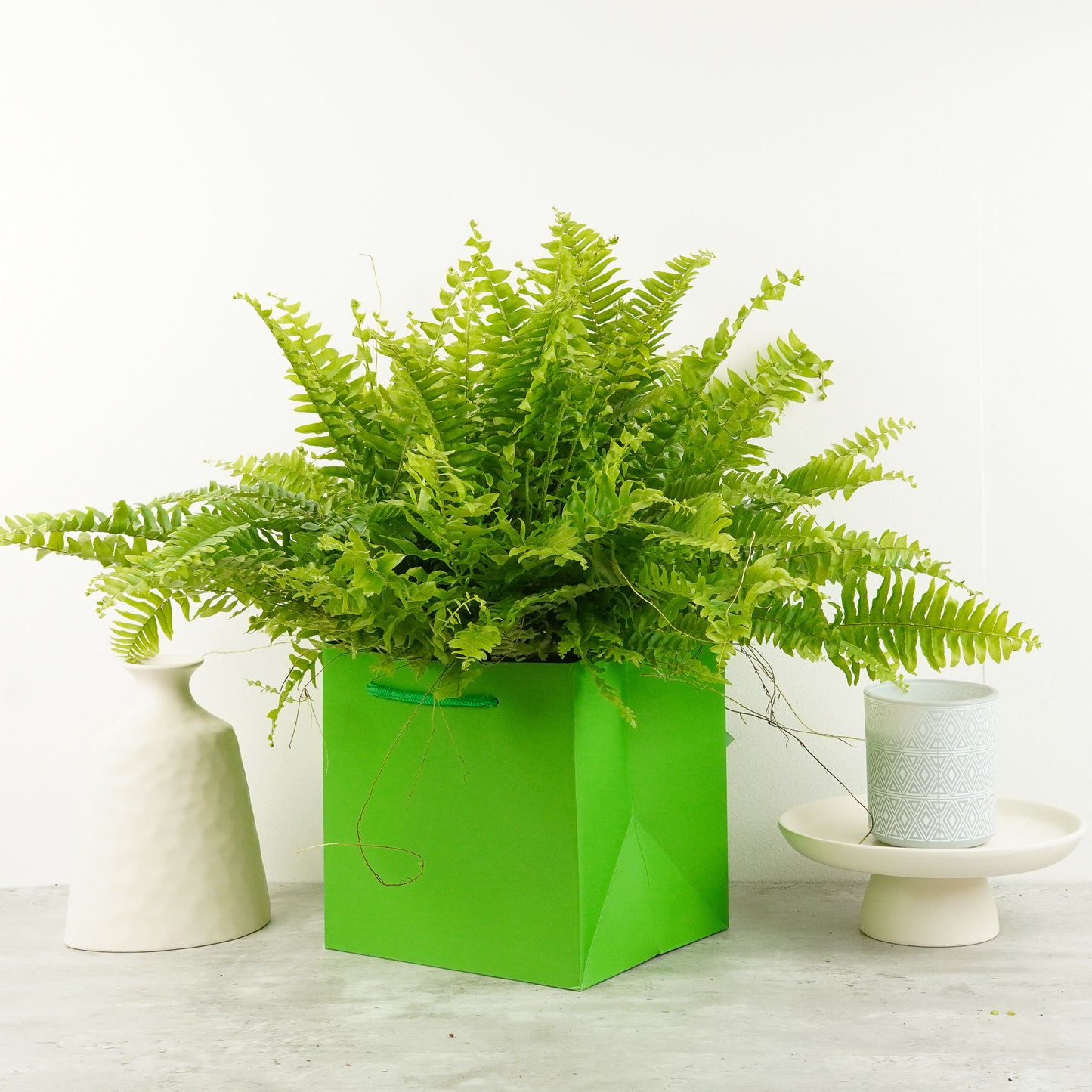 Boston Fern | Green Moment