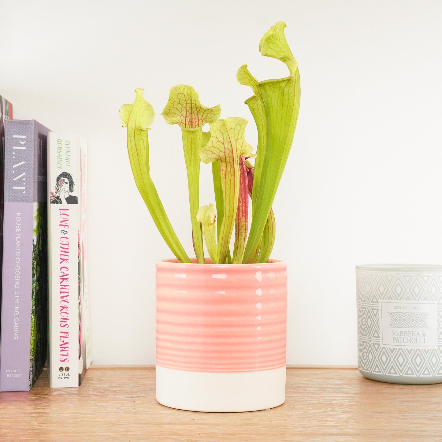 Smoorii | Trumpet Pitcher Plant | Fly Catcher