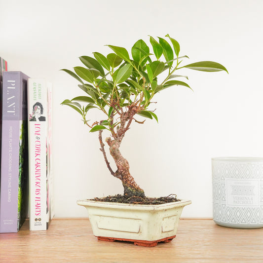 Ficus Retusa | Bonsai | Potted Houseplants
