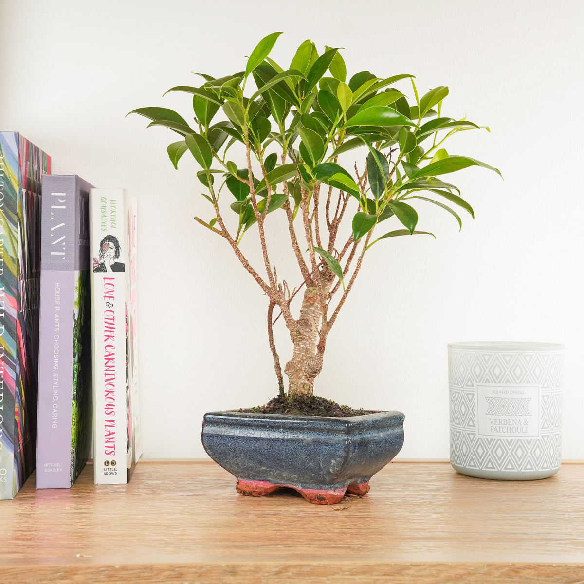 Ficus Retusa | Bonsai