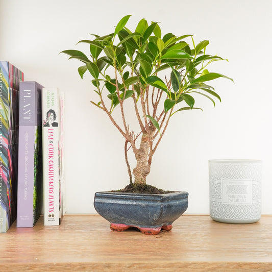 Ficus Retusa | Bonsai | Potted Houseplants