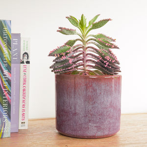 Pink Mother Of Thousands | Pink Butterfly | Hard To Find - Indoor Plant
