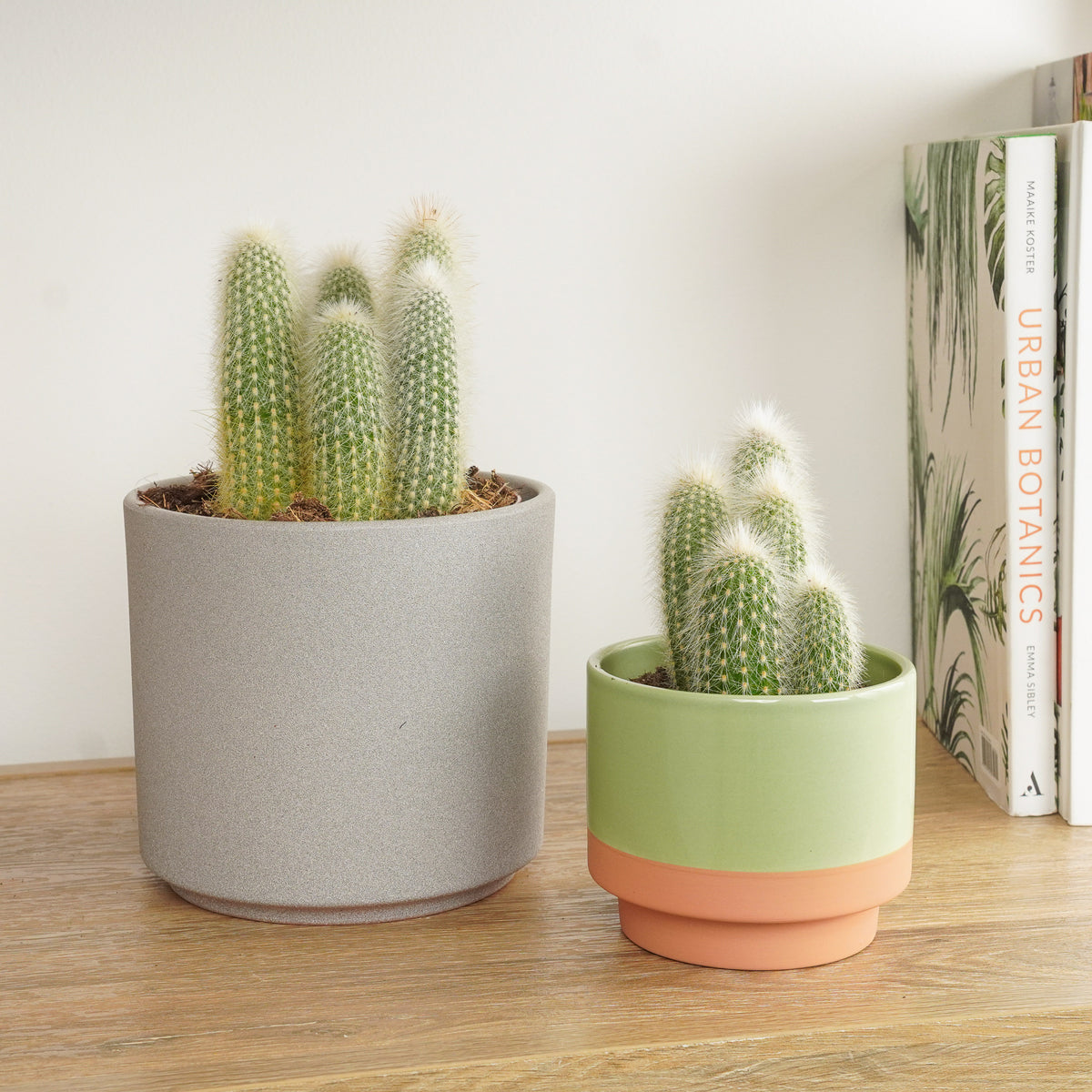 Silver Torch Cactus