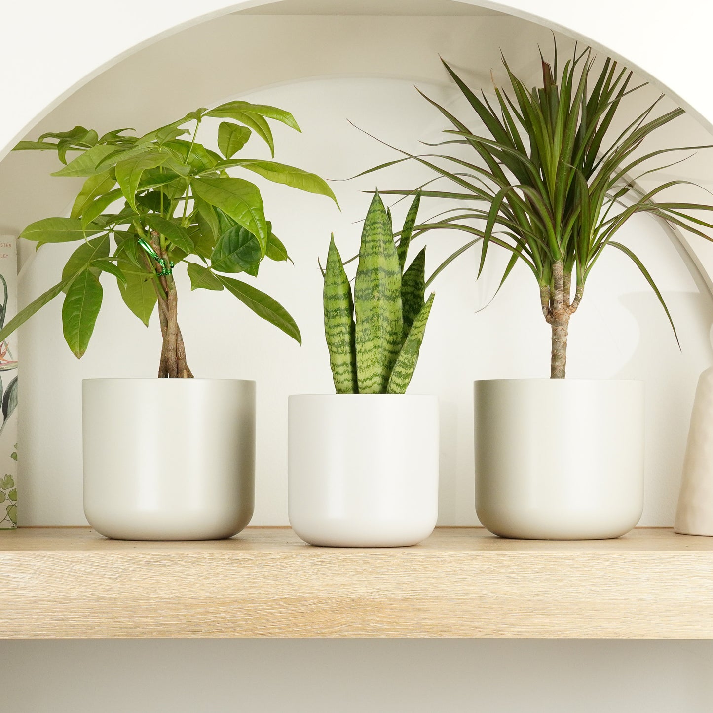 Utopian | Plant Bundle