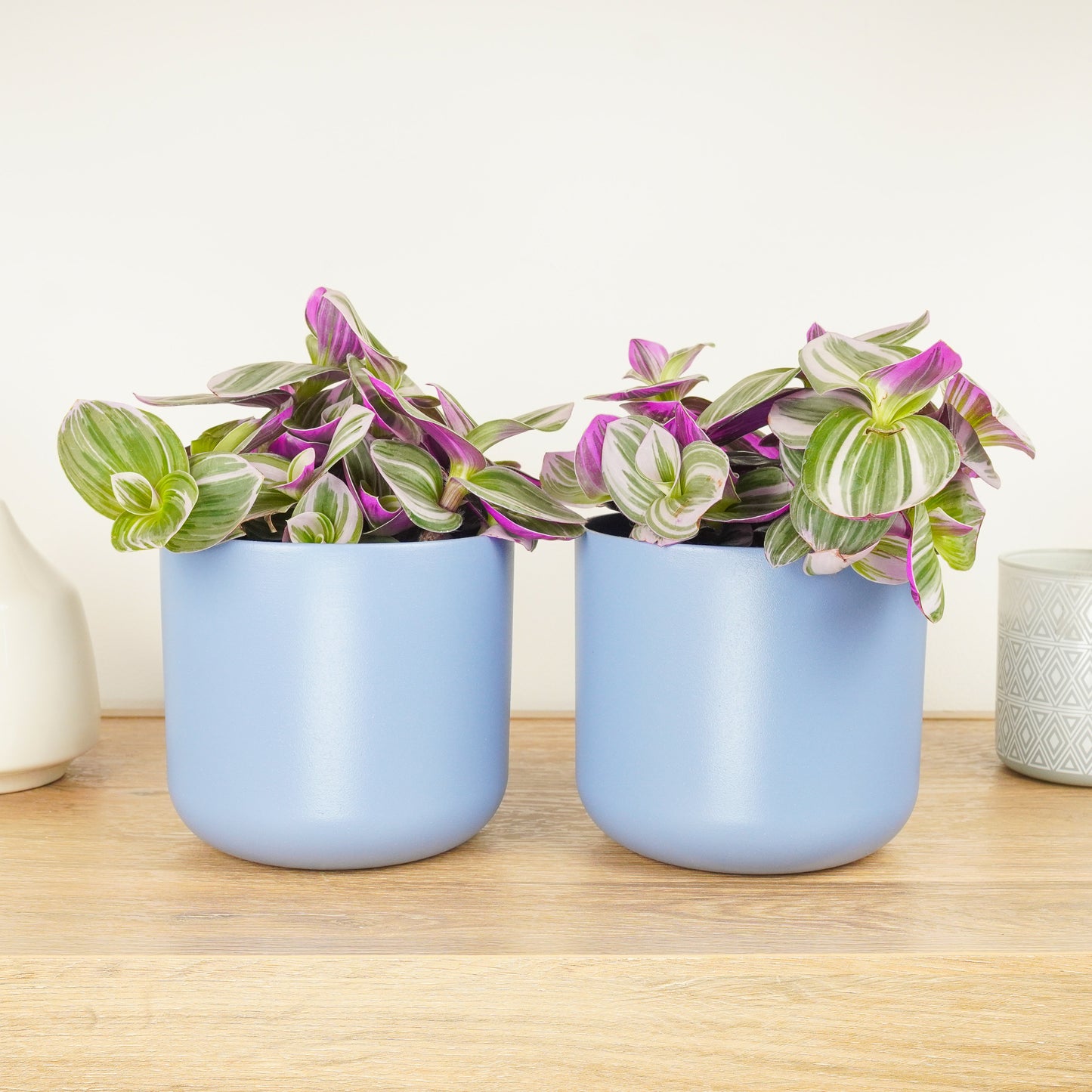 Matching Wandering Dude Nanouk | Plant Bundle