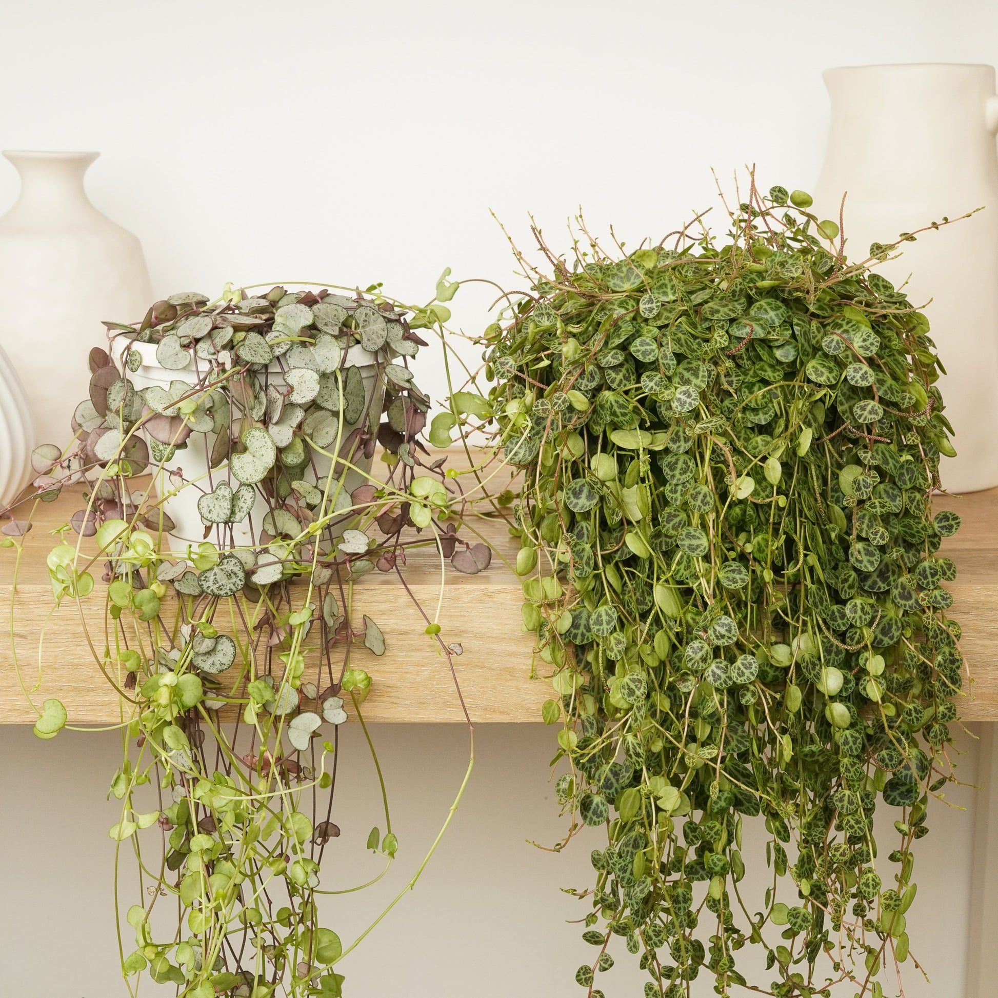 Trailing Treasures | Plant Bundle