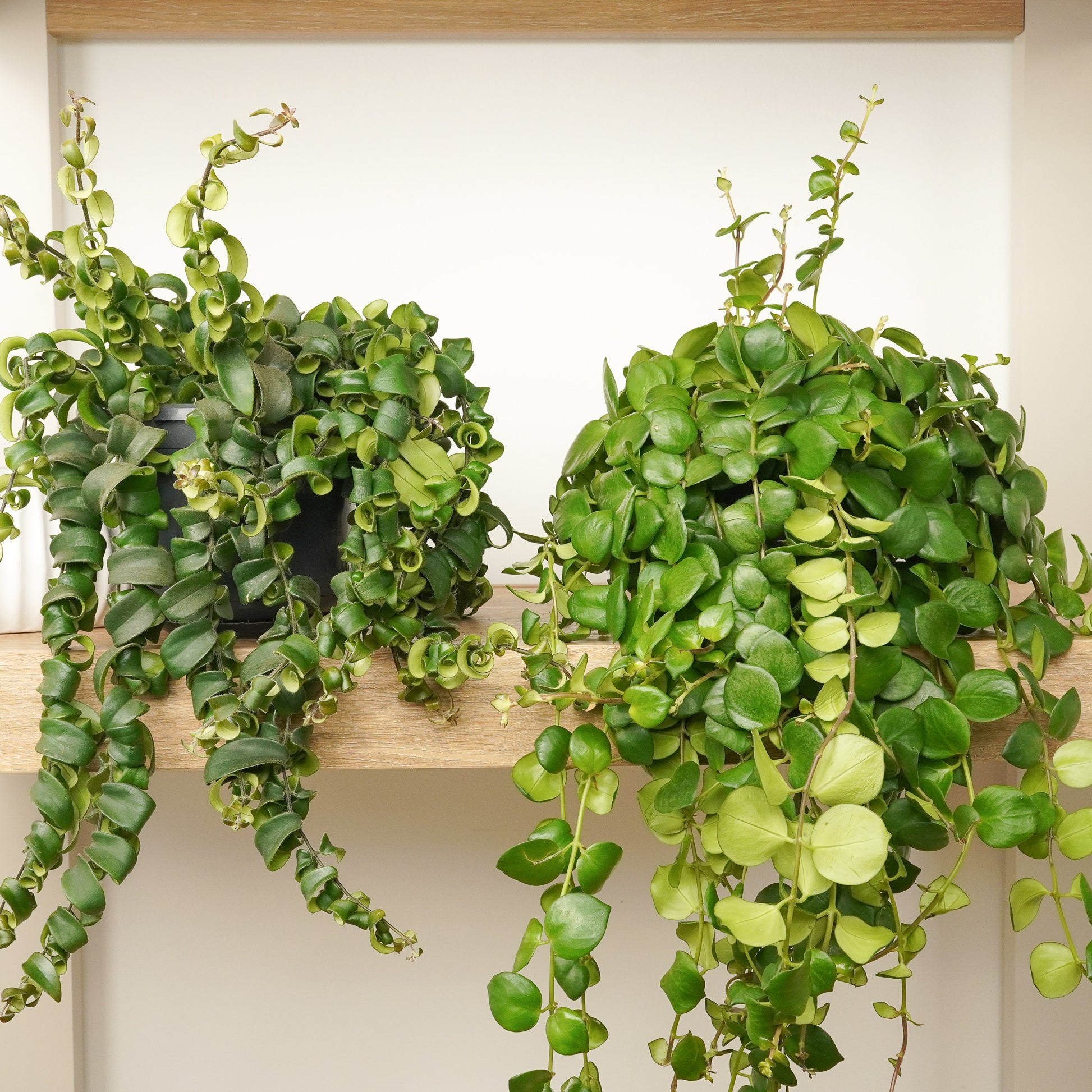 Lipstick Lovers Bundle | Plant Bundle