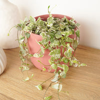 String Of Spades | Merel