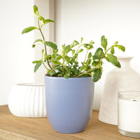 Variegated Pineapple Mint