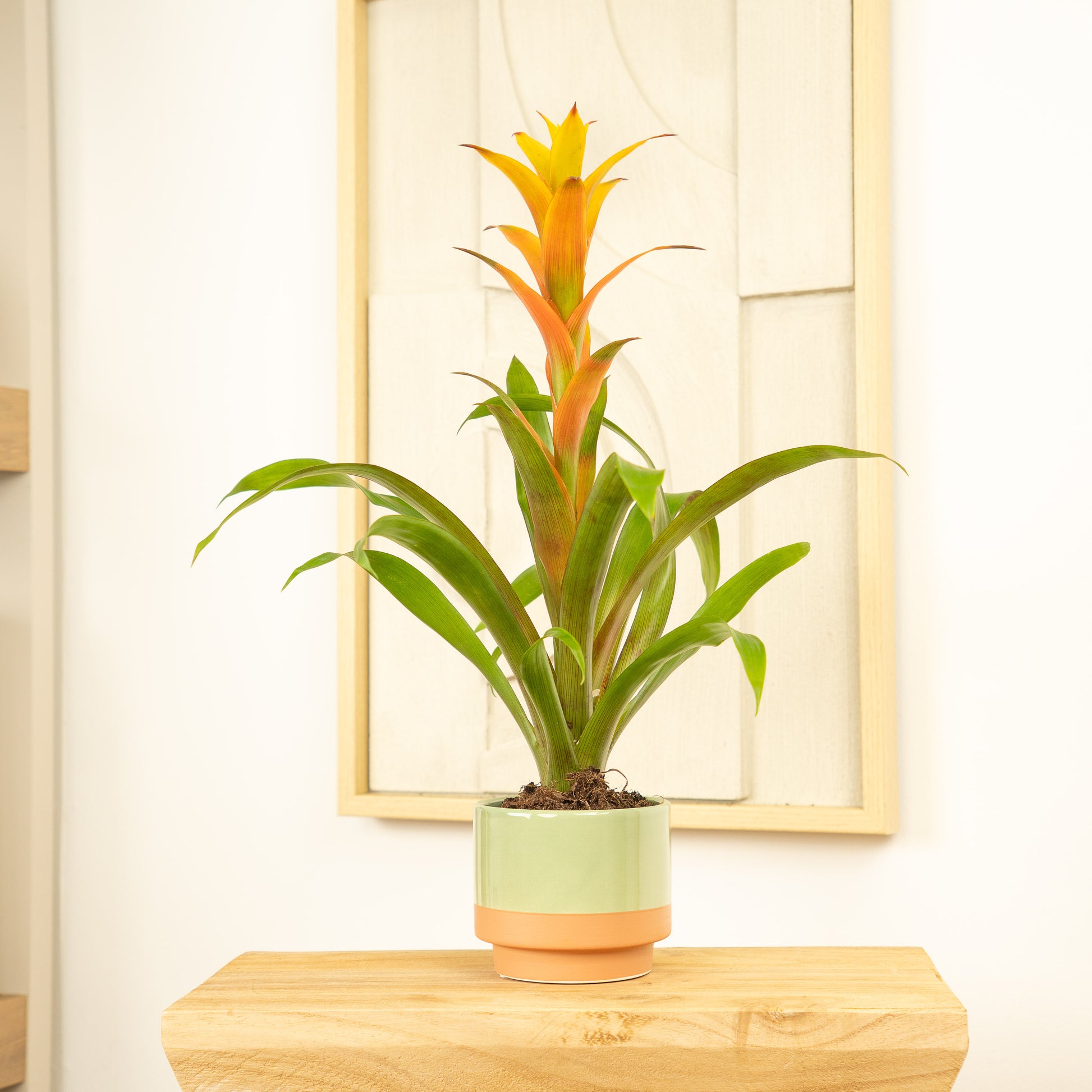 Flowering Guzmania | Sunnytime