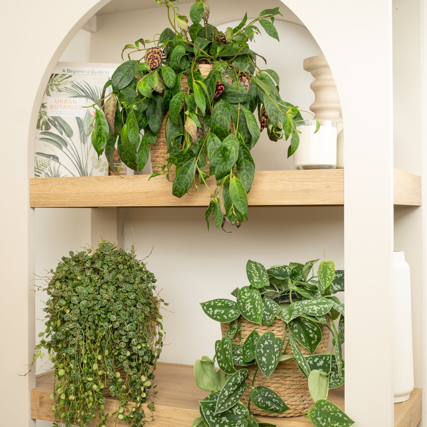 Cascading Dreamscape | Plant Bundle