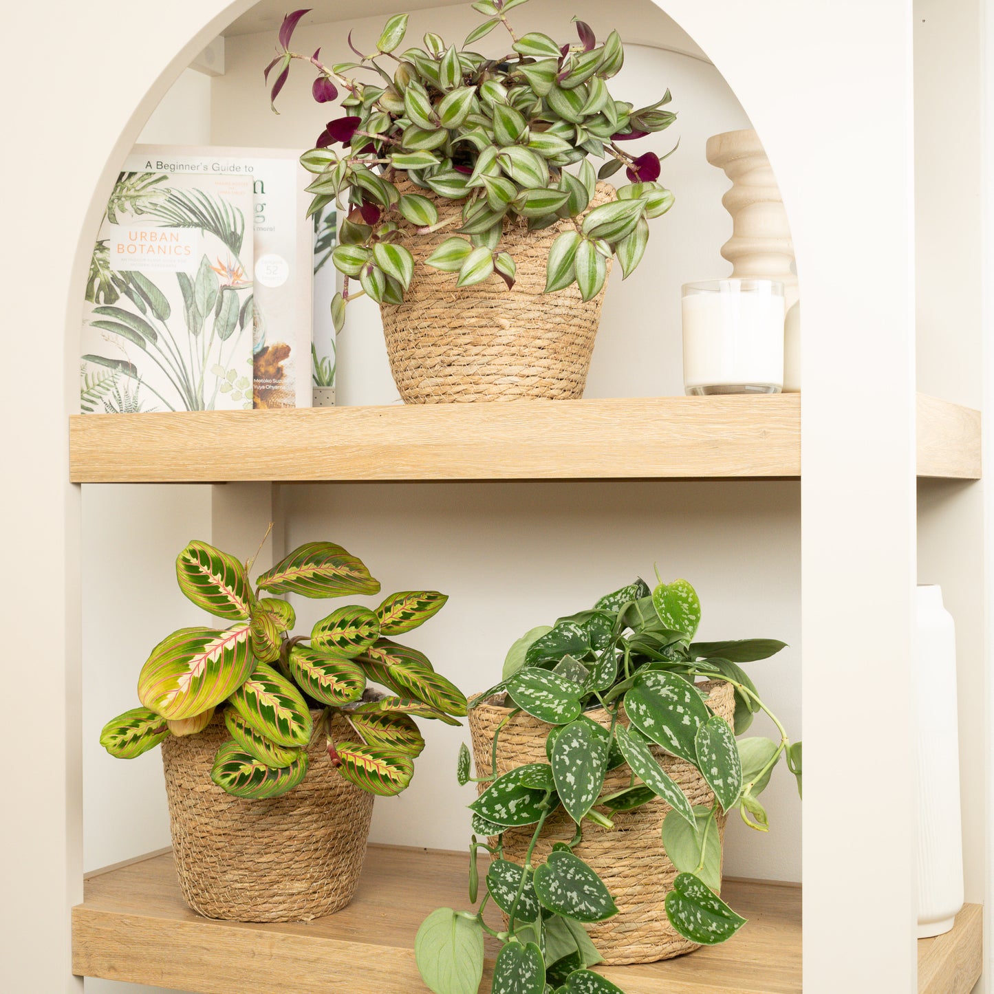 Velvet Vines & Stripes | Plant Bundle