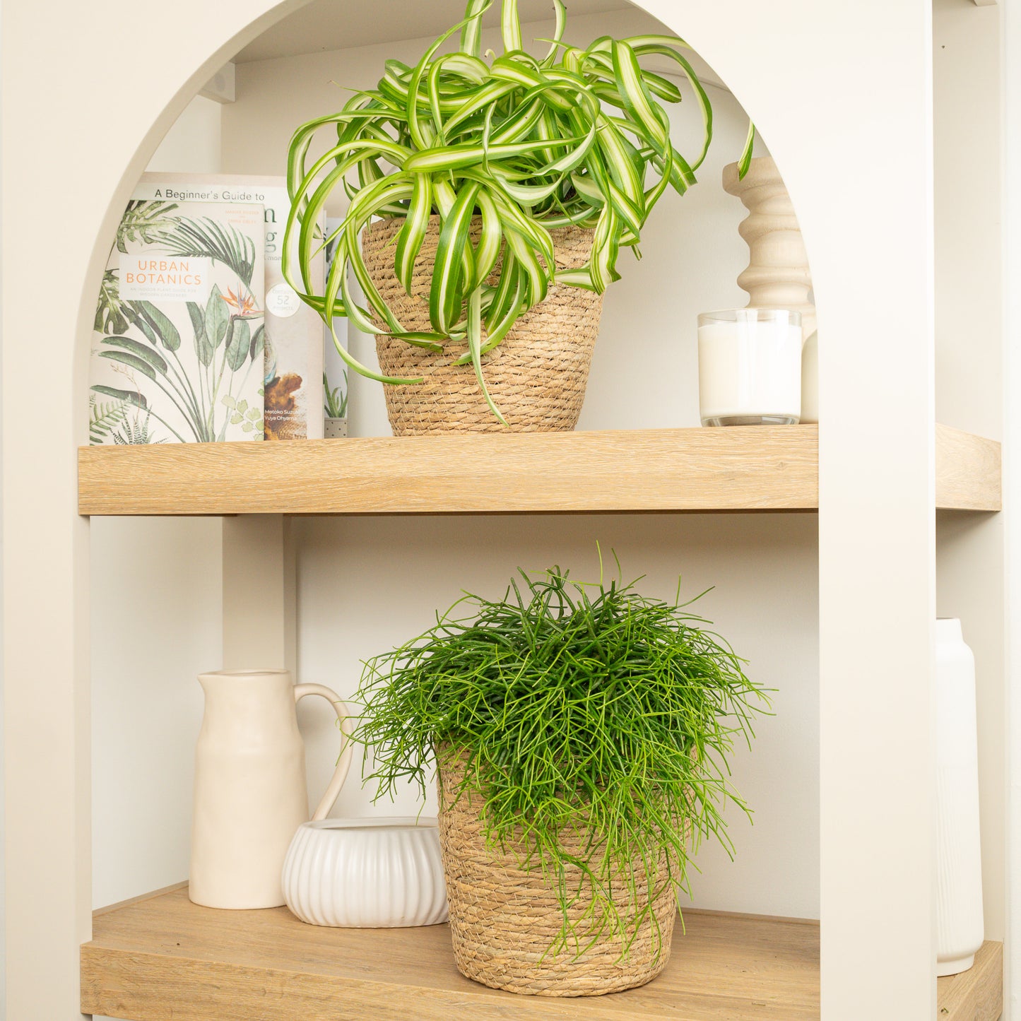 Curly Oasis Duo | Plant Bundle