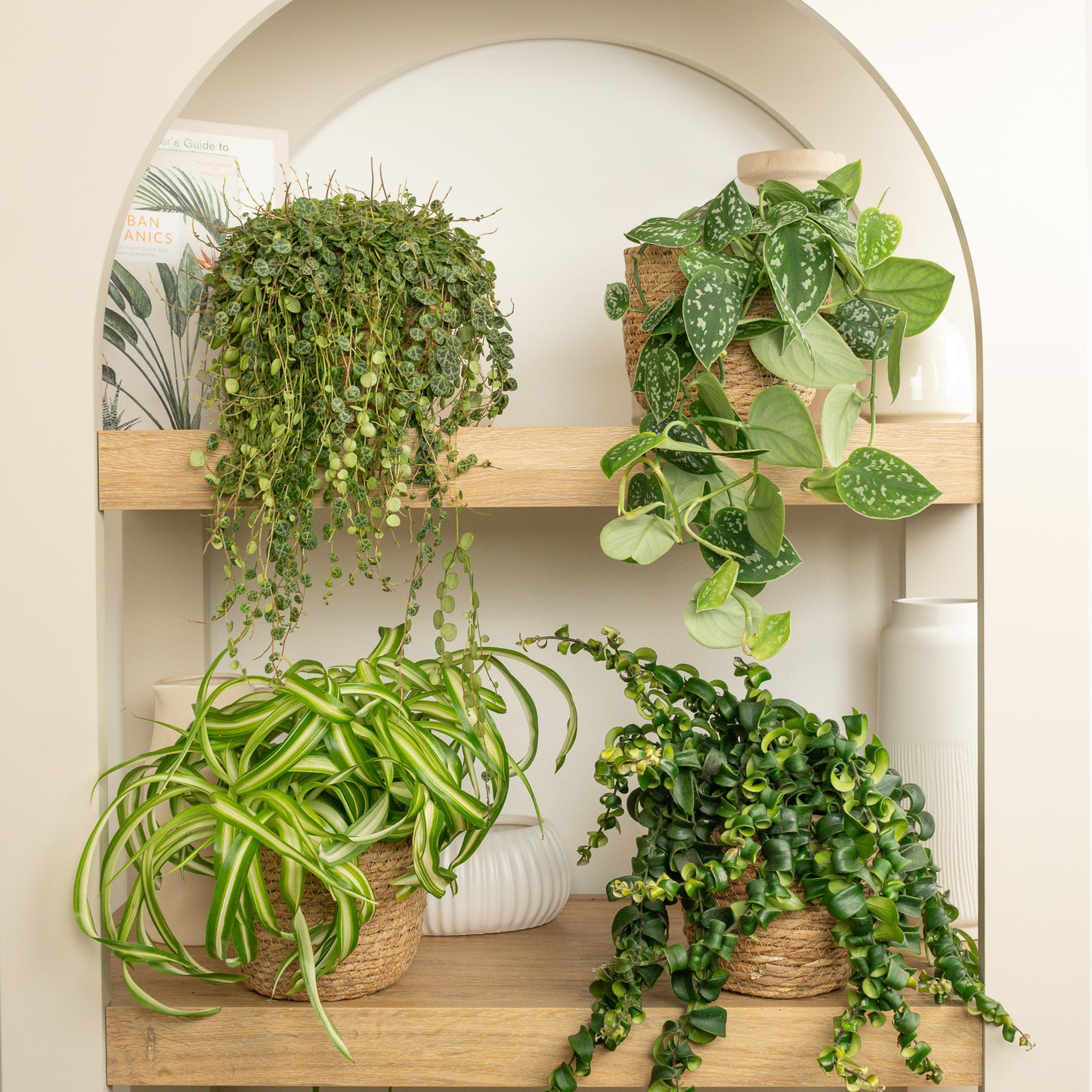 Verdant Airscape | Plant Bundle