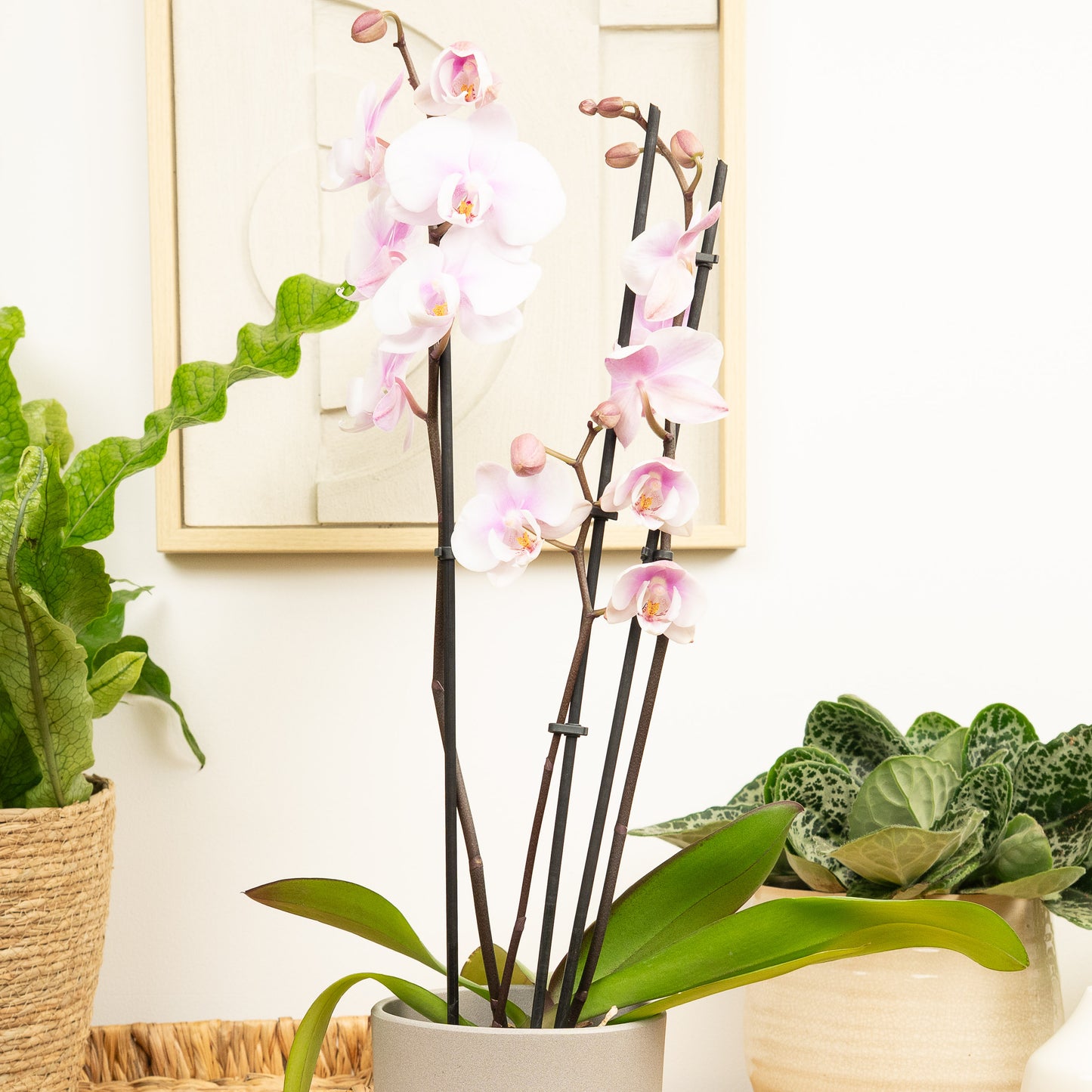 Phalaenopsis Orchid | Lilac Haze