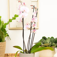 Phalaenopsis Orchid | Lilac Haze