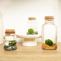 Marimo | Moss Ball | Rare Plant