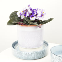 African Violet | Purpletti