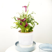 Calla Lily | Frozen Queen | Rare Plant