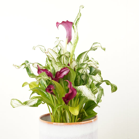 Calla Lily | Frozen Queen | Rare Plant | Potted Houseplants