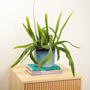 Queen of the Night Cactus | Red Tip - Indoor Plant