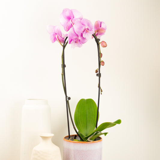Phalaenopsis Orchid | Cascade Pink | Potted Houseplants