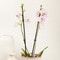 Phalaenopsis Orchid | Dinah