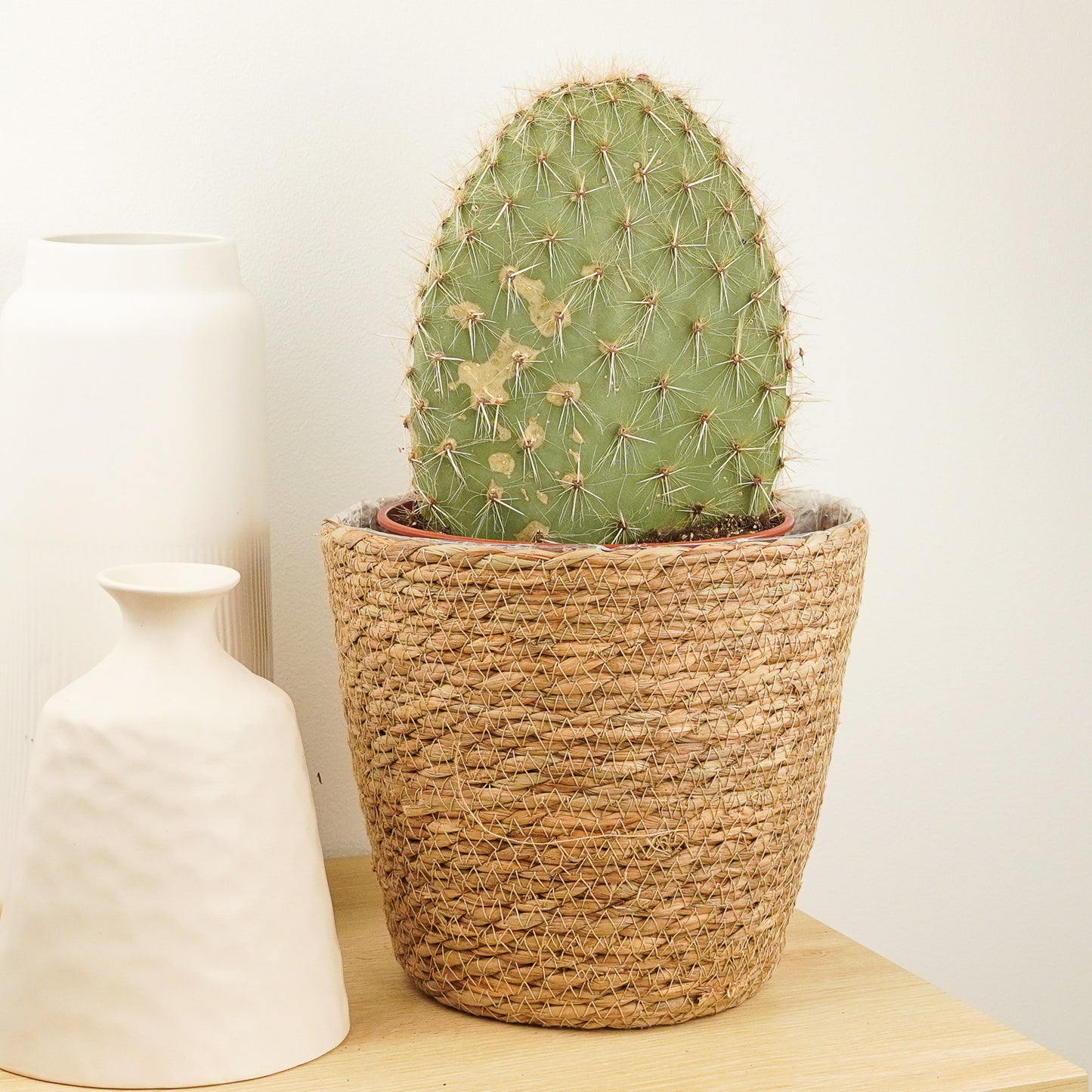 Prickly Pear Cactus | Grande