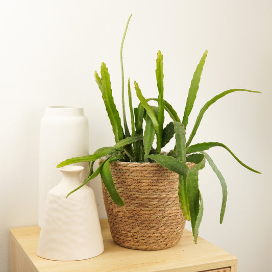 Queen of the Night Cactus | Red Tip | Potted Houseplants