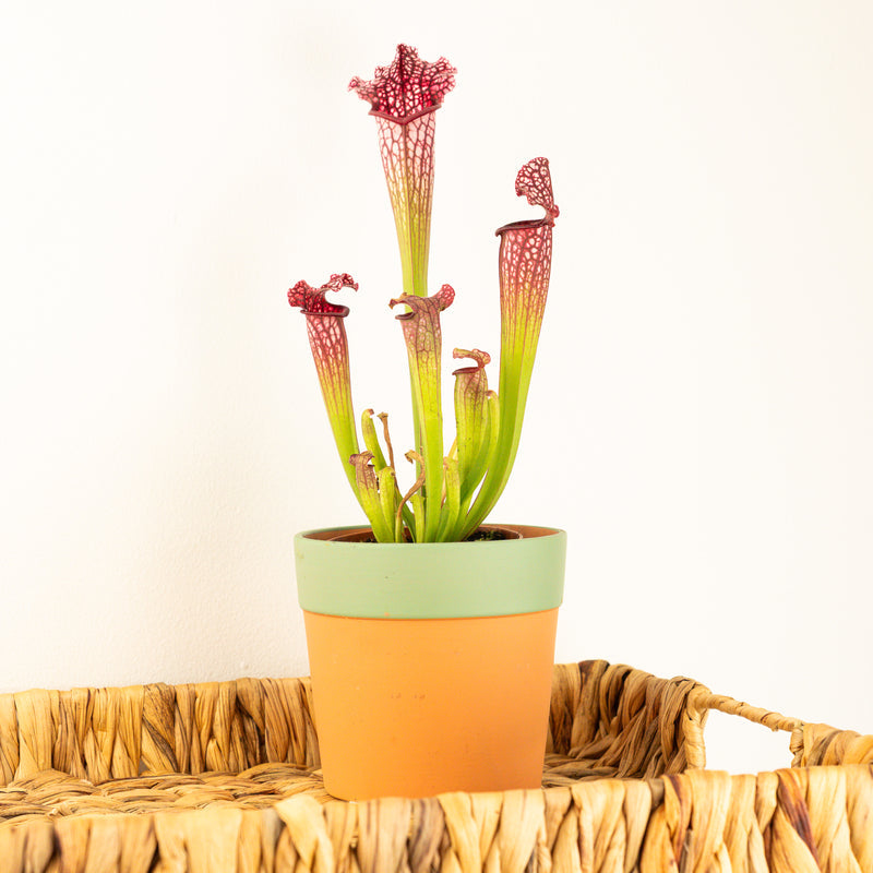 Freckle | Trumpet Pitcher Plant | Fly Catcher