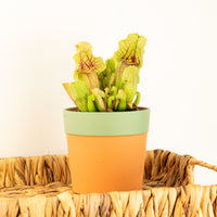 Trumpet Pitcher Plant | Fly Catcher | Purpurea Venosa
