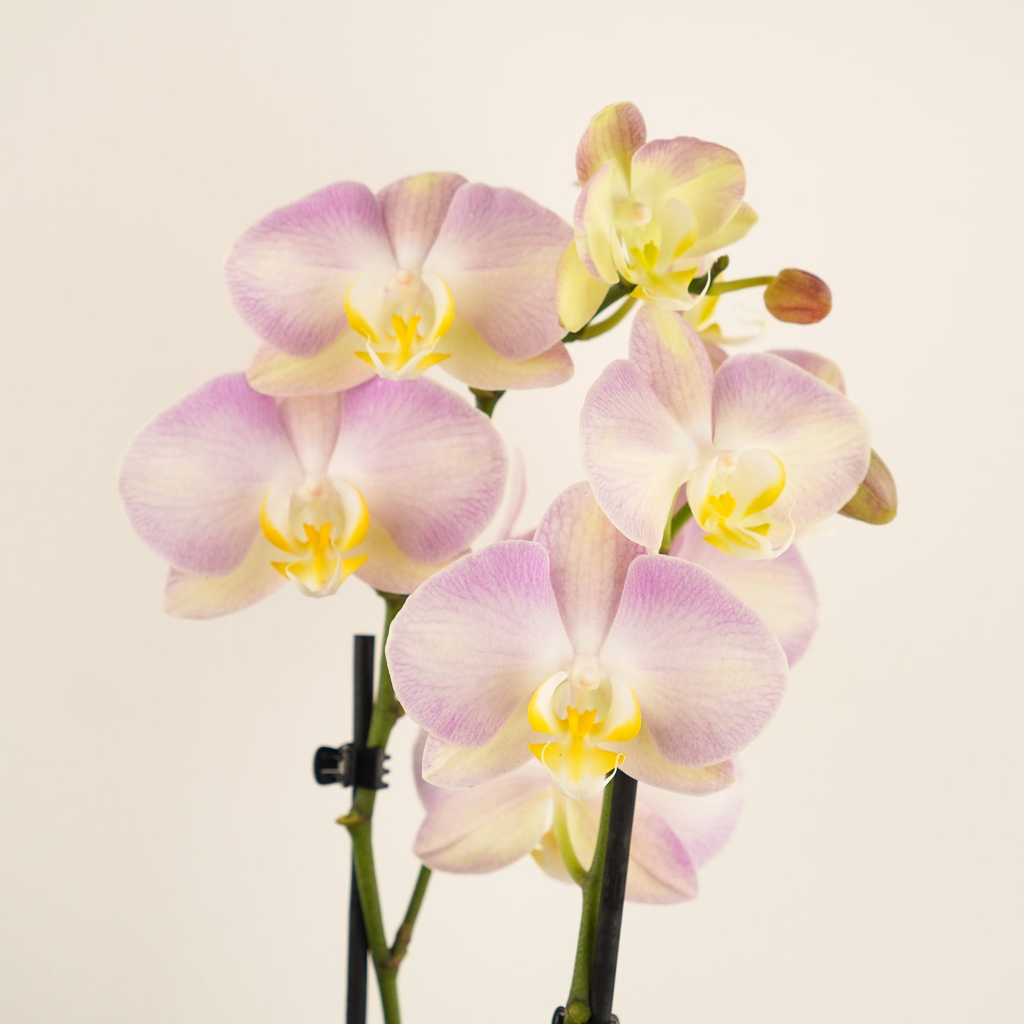 Phalaenopsis Orchid | Summer Rapunzel