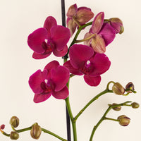 Phalaenopsis Orchid | Plumetti