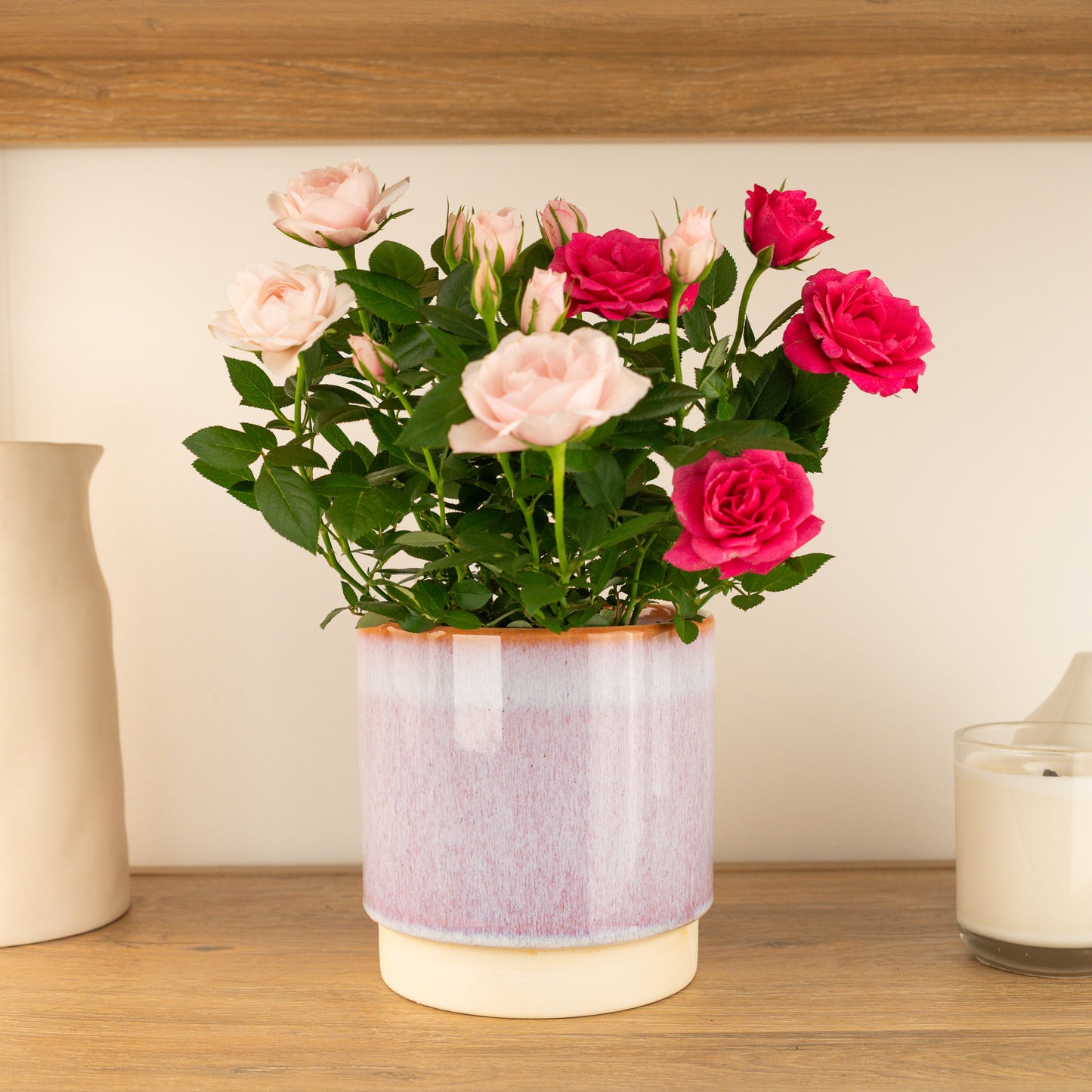 Flowering Rose | Double Pink