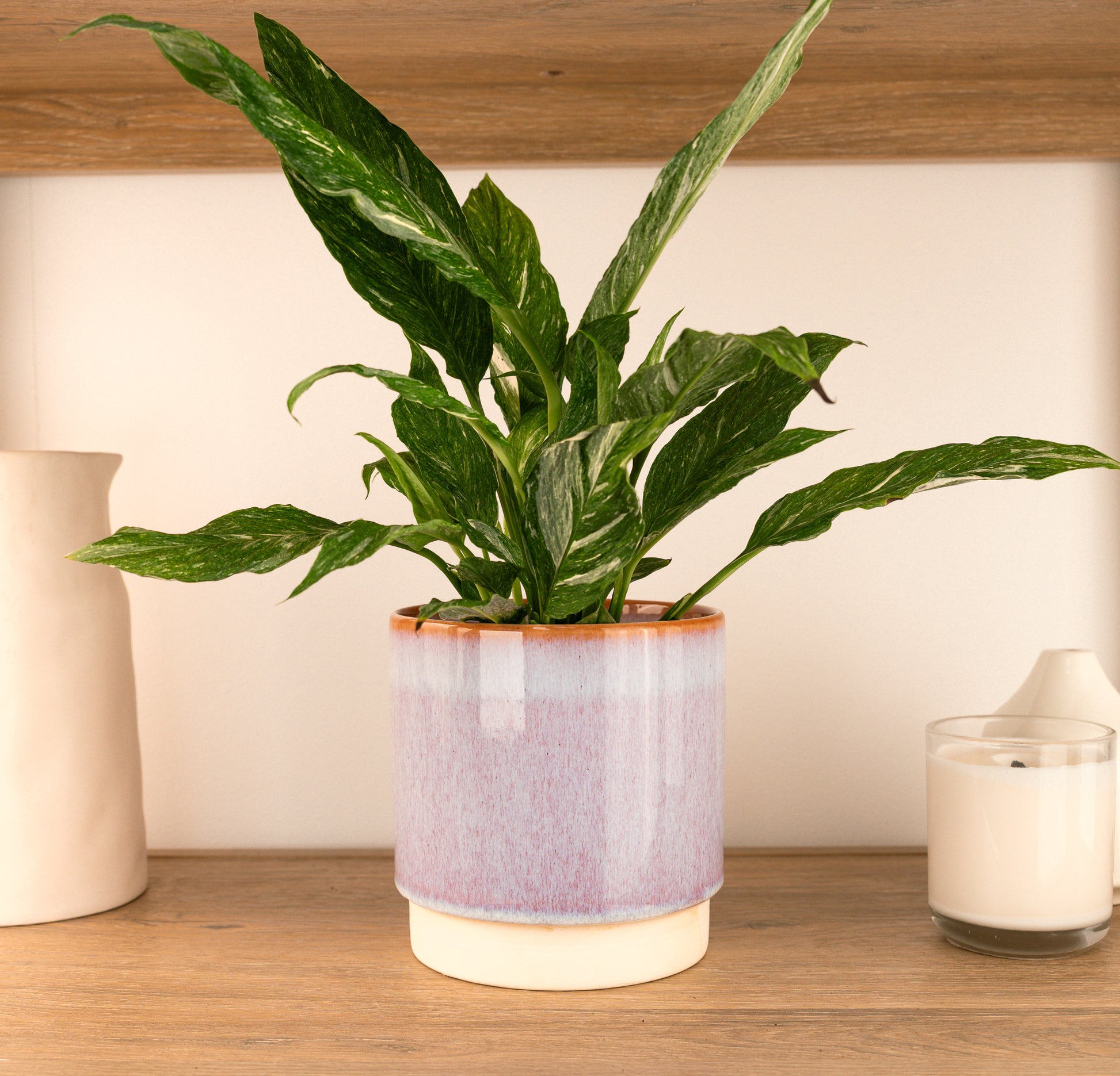 Peace Lily | Variegated Diamond