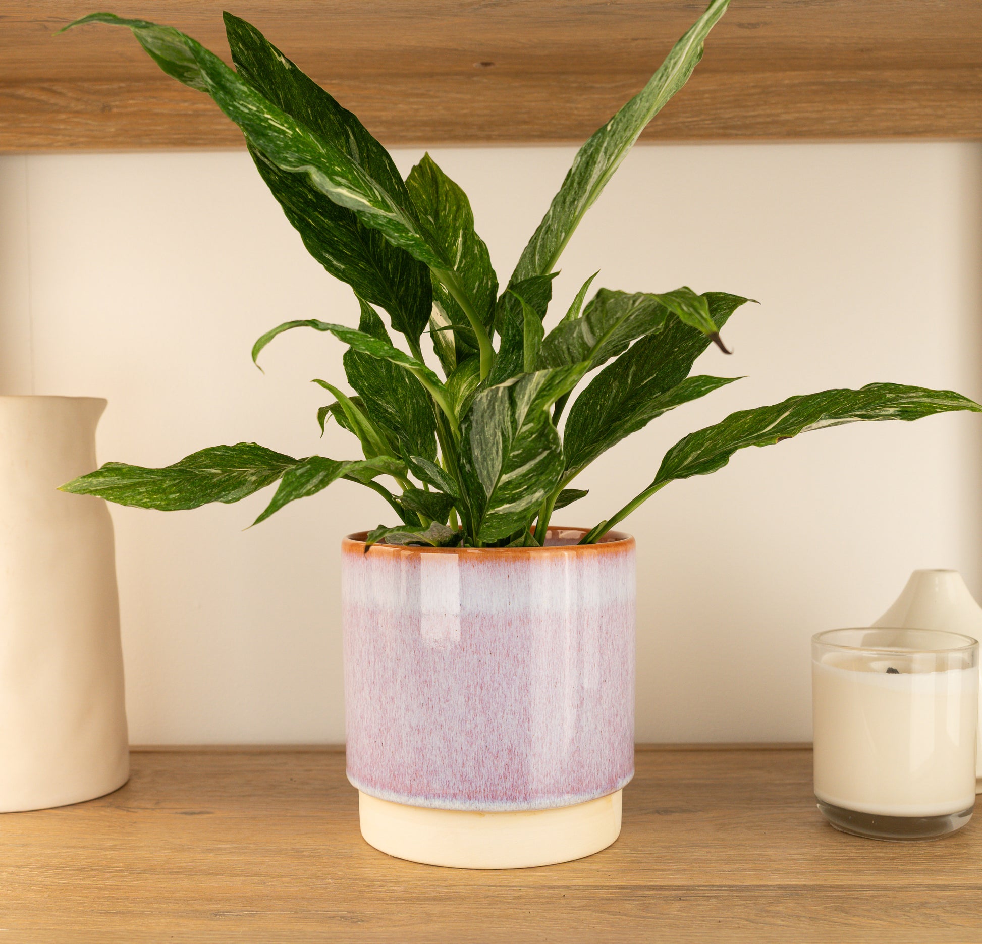 Peace Lily | Variegated Diamond