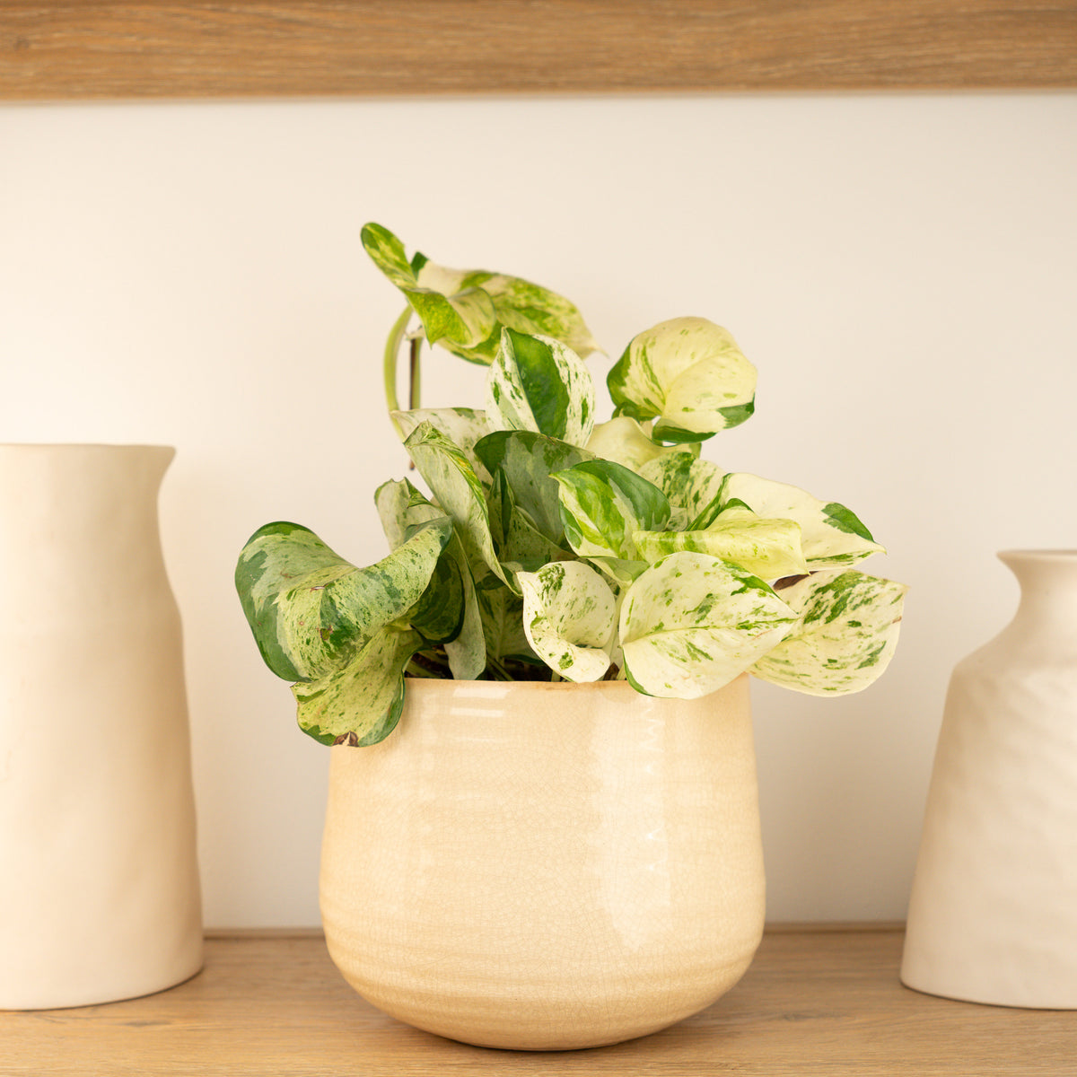 Pothos | Manjula