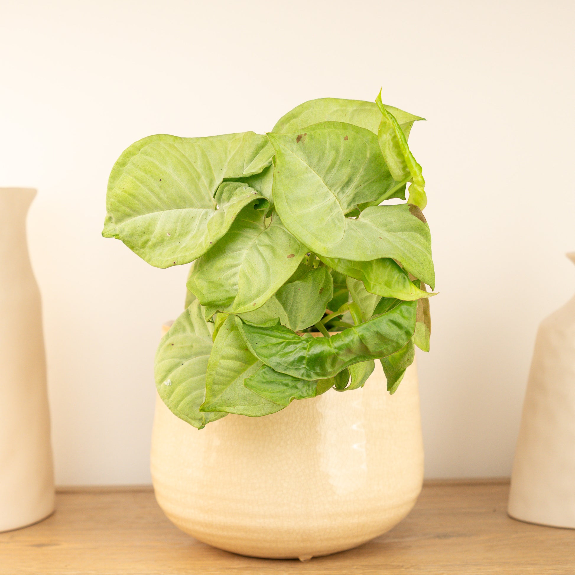 Arrowhead Vine | Confetti | Rare Plant