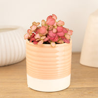 Nerve Plant | Special Pink