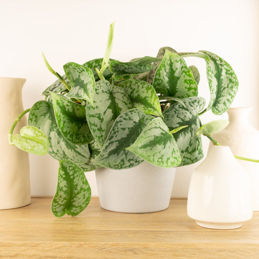 Satin Silver Pothos | Trebie | Potted Houseplants