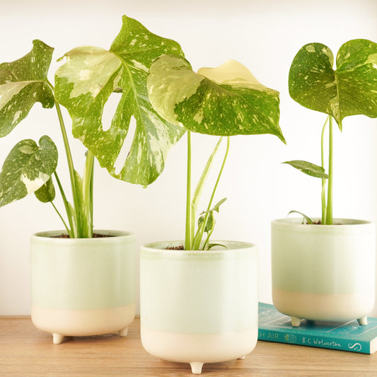 Variegated Swiss Cheese Plant | Thai Constellation Albo | Rare Plant | Potted Houseplants