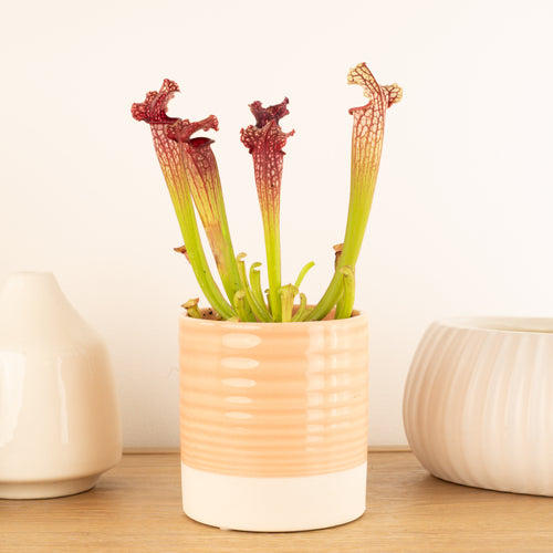 Leucophylla | Trumpet Pitcher Plant | Fly Catcher