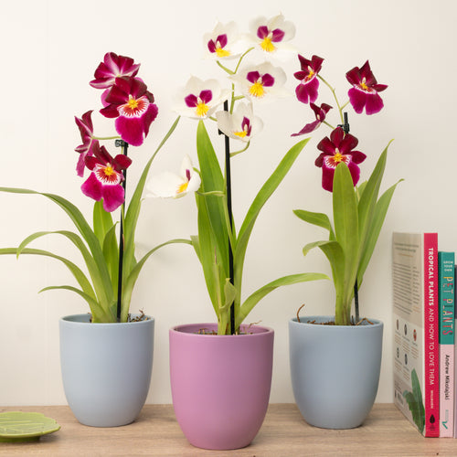 Pansy Orchid