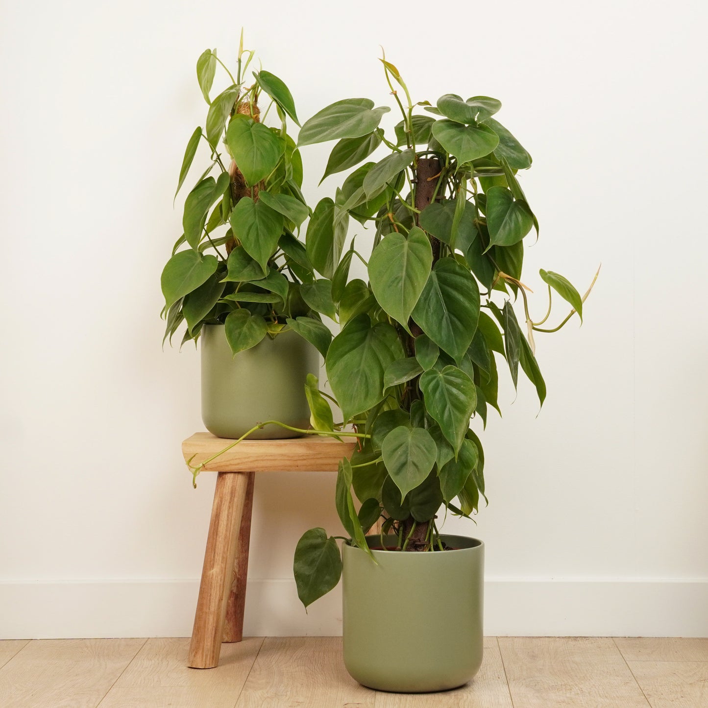 Sweetheart Plant