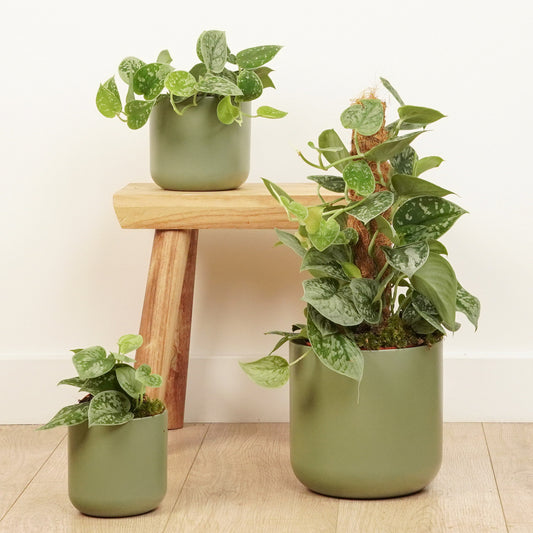 Silver Satin Pothos | Silvery Ann | Potted Houseplants