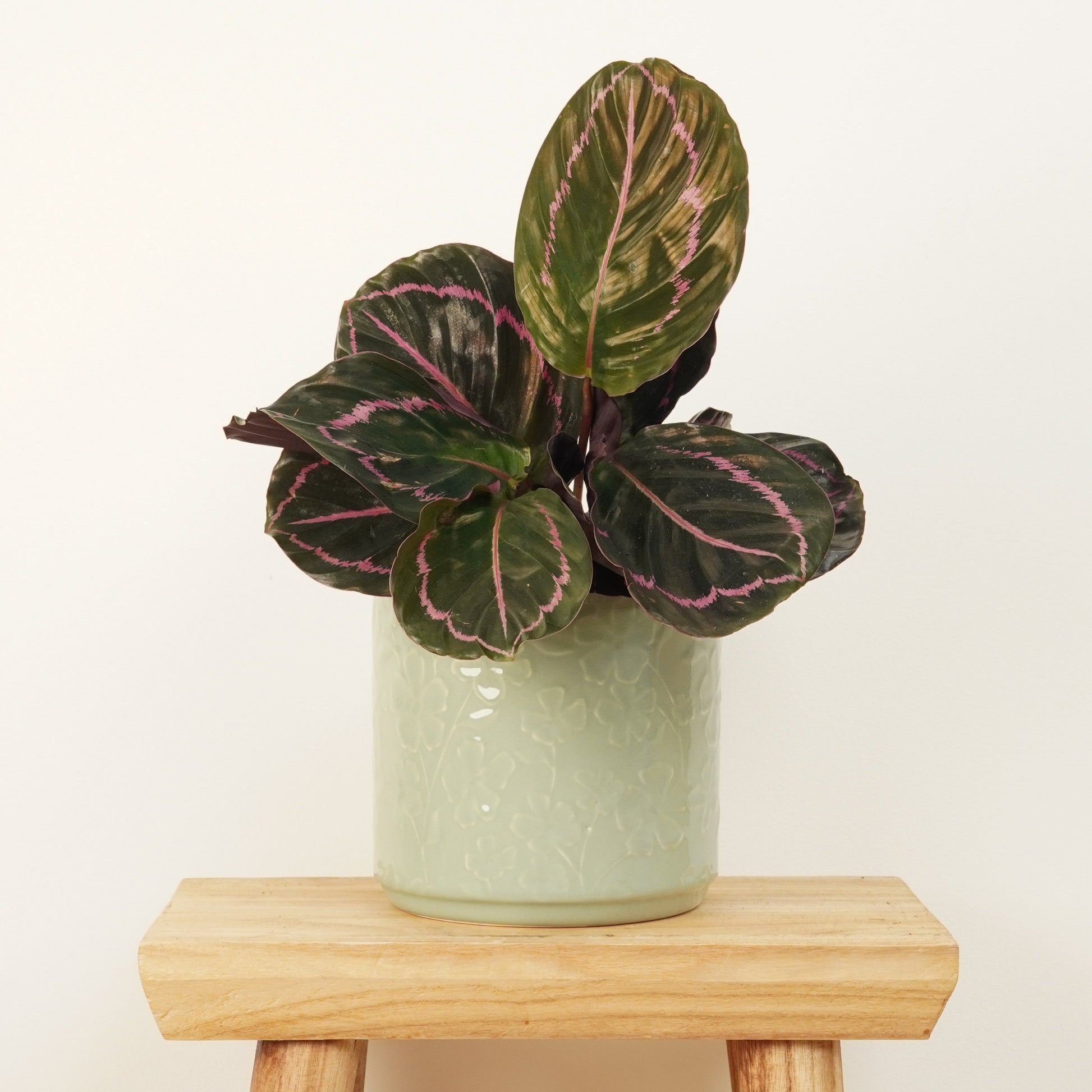Prayer Plant | Roseo Dottie